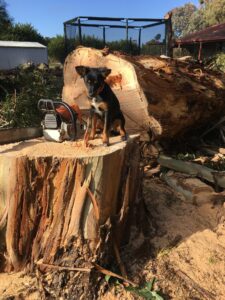 Tree Removal Bacchus Marsh